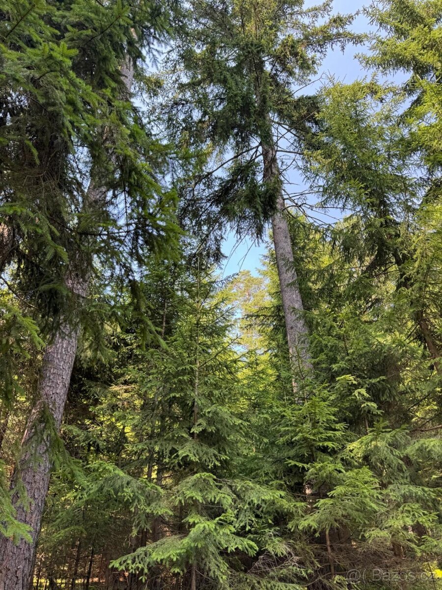 Prodám lesní pozemky v k.ú. Nesměň u Ločenic