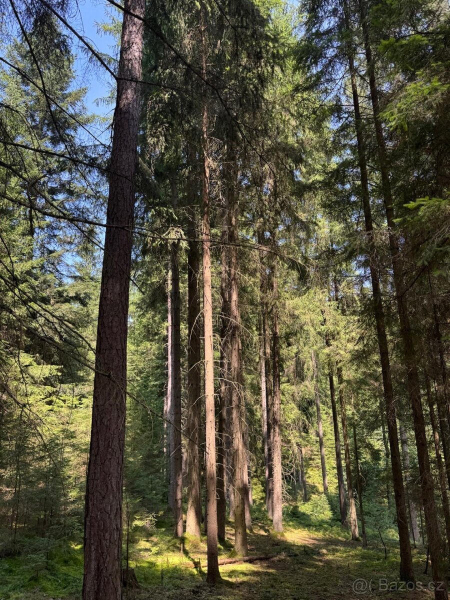 Prodám lesní pozemky v k.ú. Nesměň u Ločenic