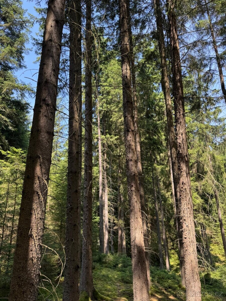 Prodám lesní pozemky v k.ú. Nesměň u Ločenic