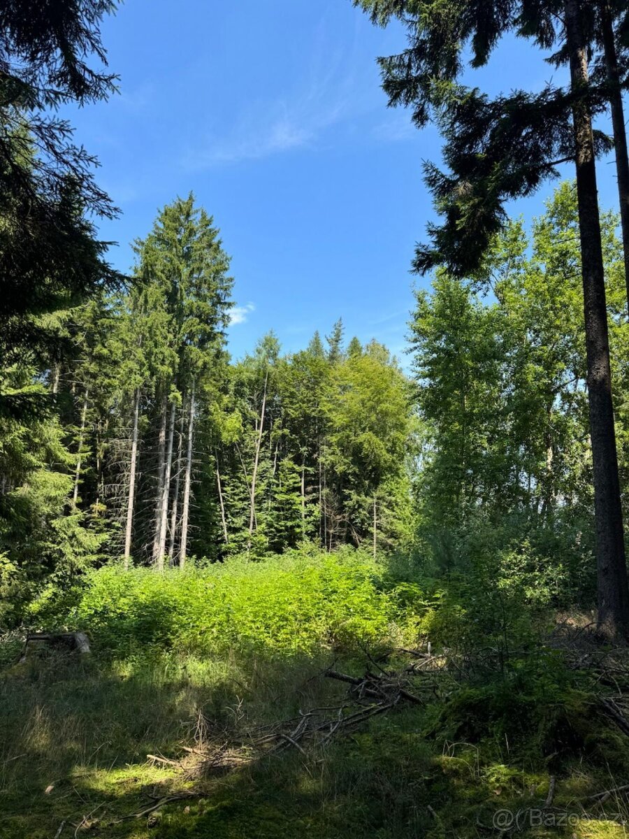 Prodám lesní pozemky v k.ú. Nesměň u Ločenic