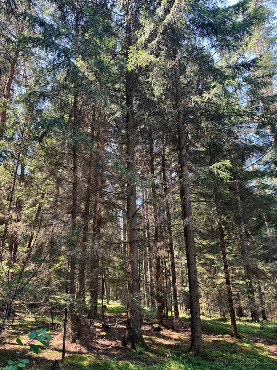 Prodám lesní pozemky v k.ú. Nesměň u Ločenic