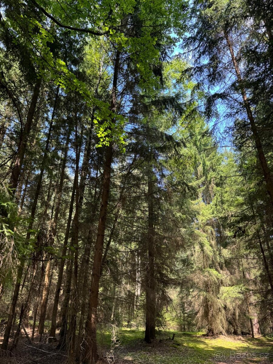 Prodám lesní pozemky v k.ú. Nesměň u Ločenic