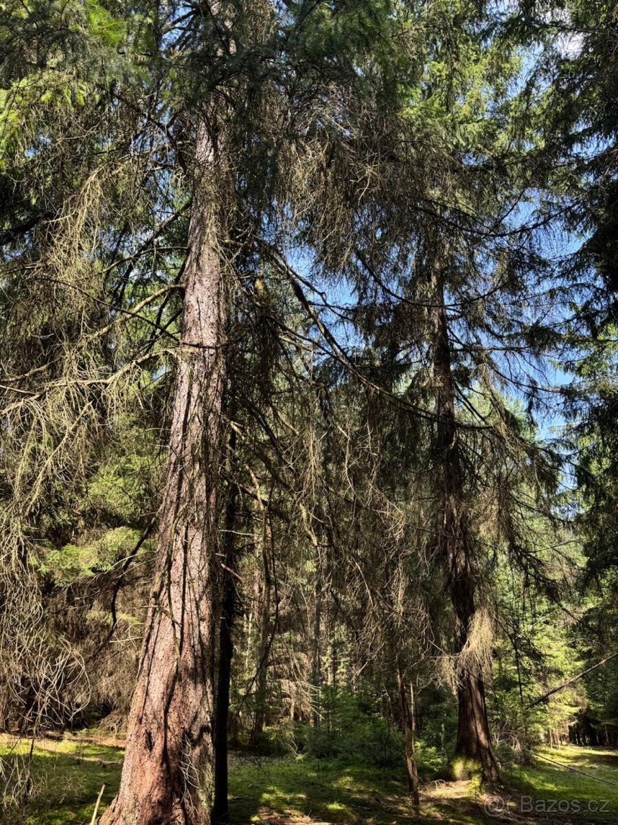 Prodám lesní pozemky v k.ú. Nesměň u Ločenic