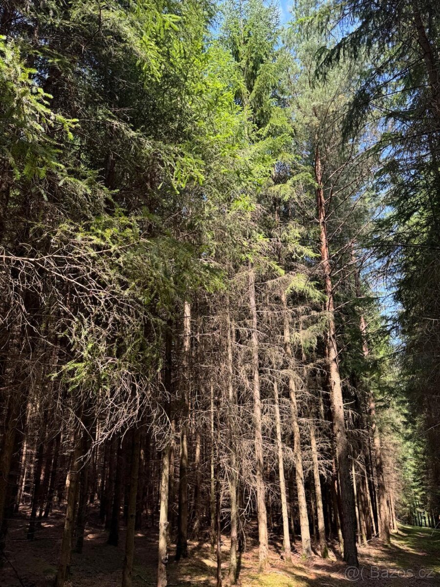 Prodám lesní pozemky v k.ú. Nesměň u Ločenic