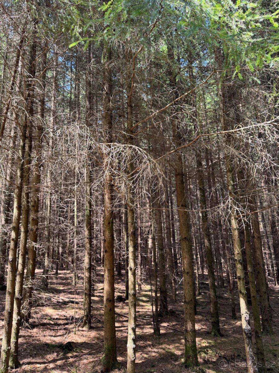 Prodám lesní pozemky v k.ú. Nesměň u Ločenic