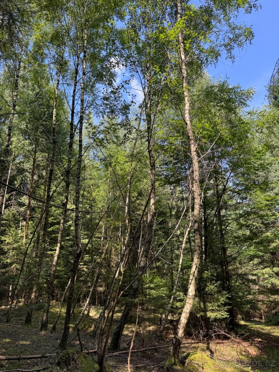 Prodám lesní pozemky v k.ú. Nesměň u Ločenic