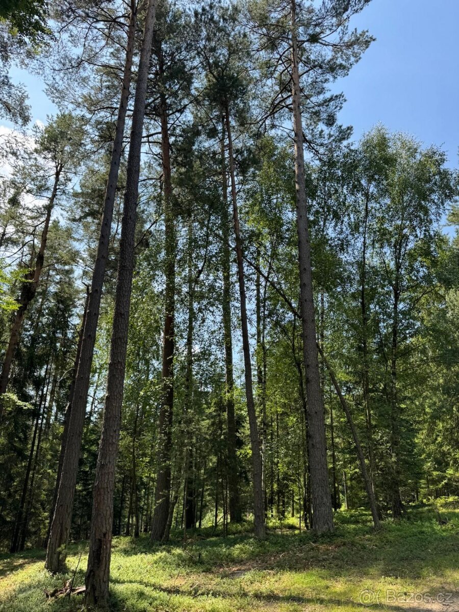 Prodám lesní pozemky v k.ú. Nesměň u Ločenic