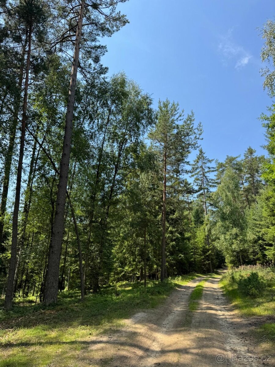 Prodám lesní pozemky v k.ú. Nesměň u Ločenic