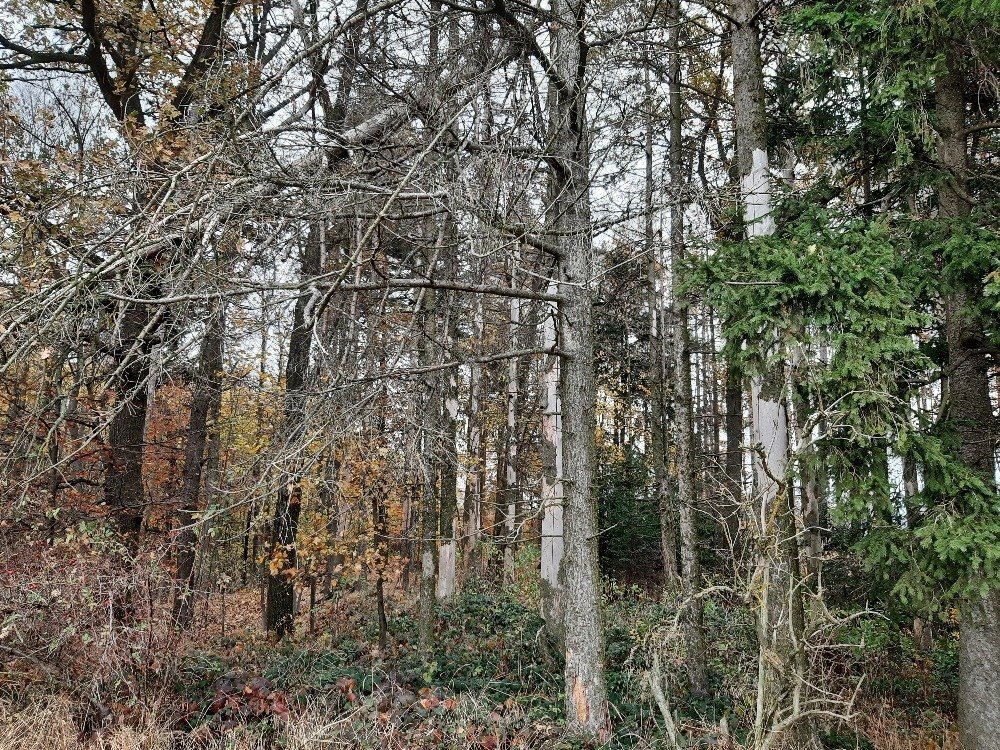 Lesní pozemky (Dolní Počátky, Počátky Horní), Seč, okr. Chru