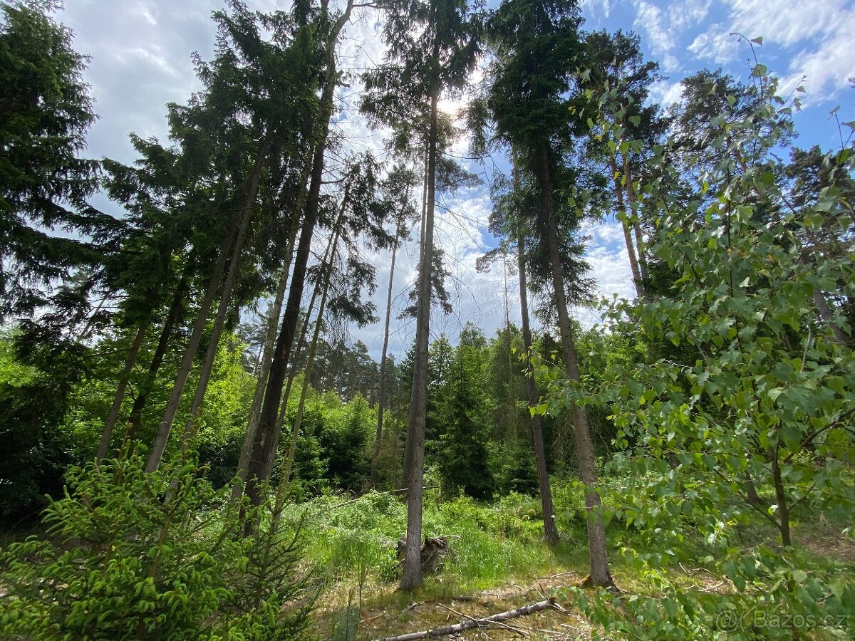 Lesní pozemek Lštění nad Zubřinou