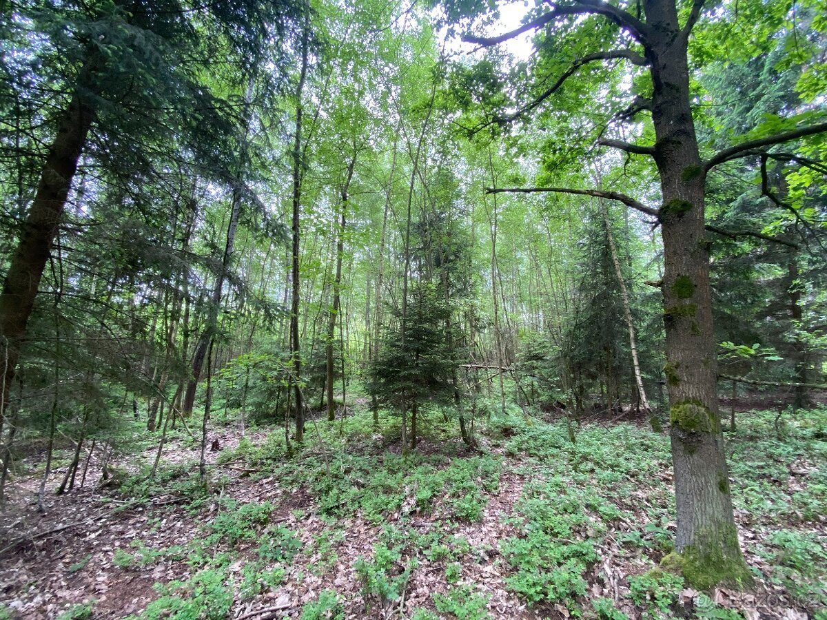Lesní pozemek Lštění nad Zubřinou