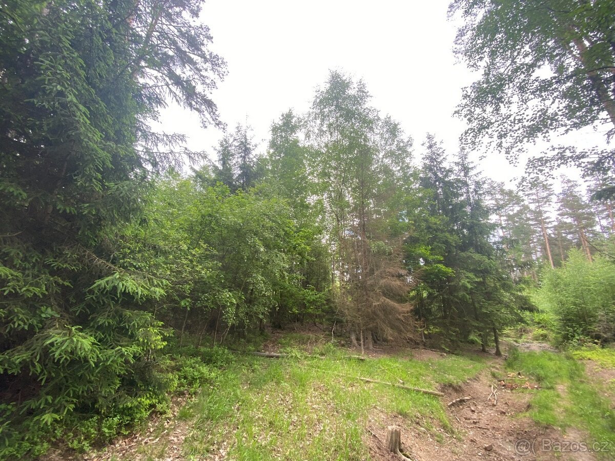 Lesní pozemek Lštění nad Zubřinou