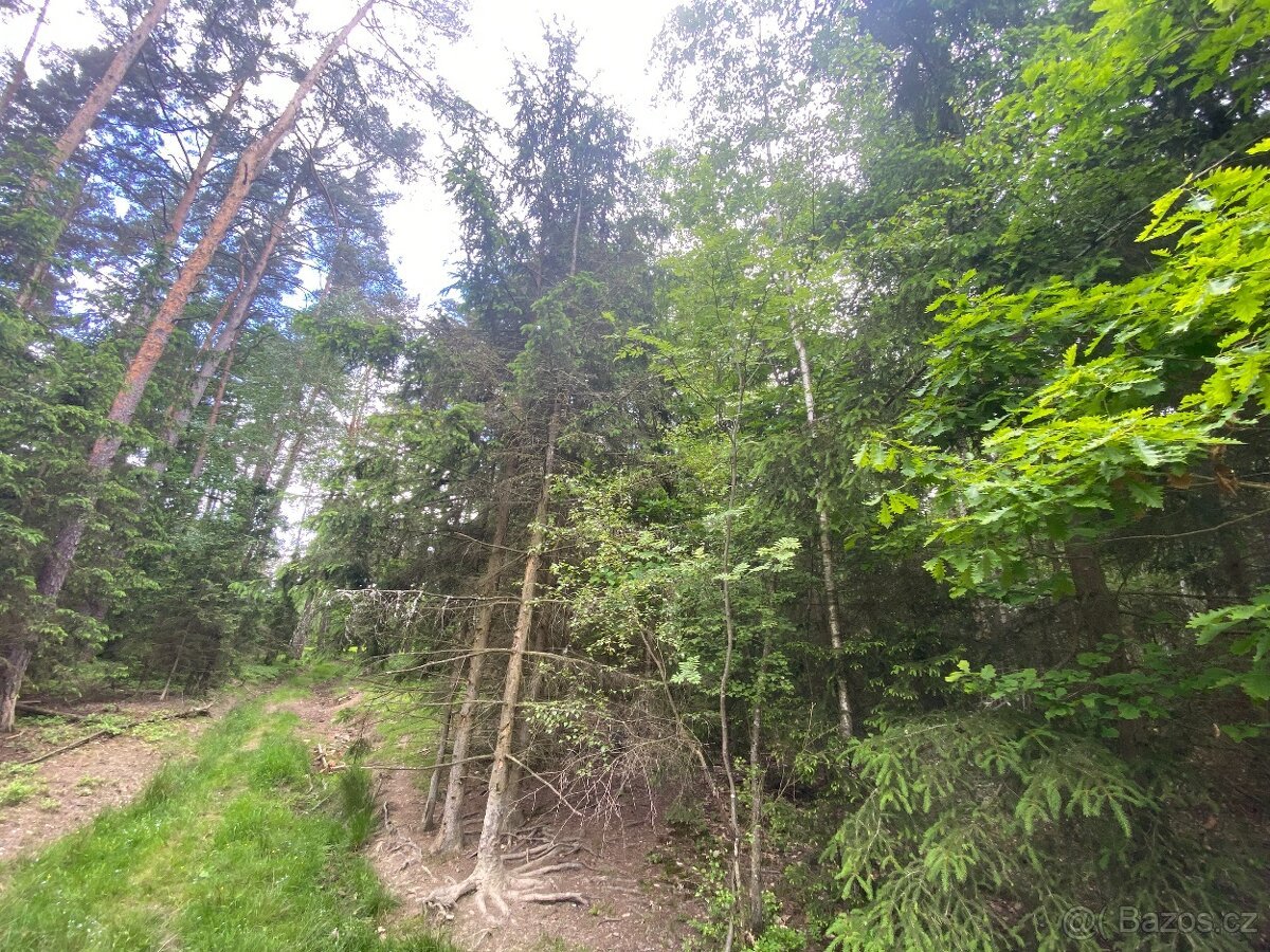Lesní pozemek Lštění nad Zubřinou