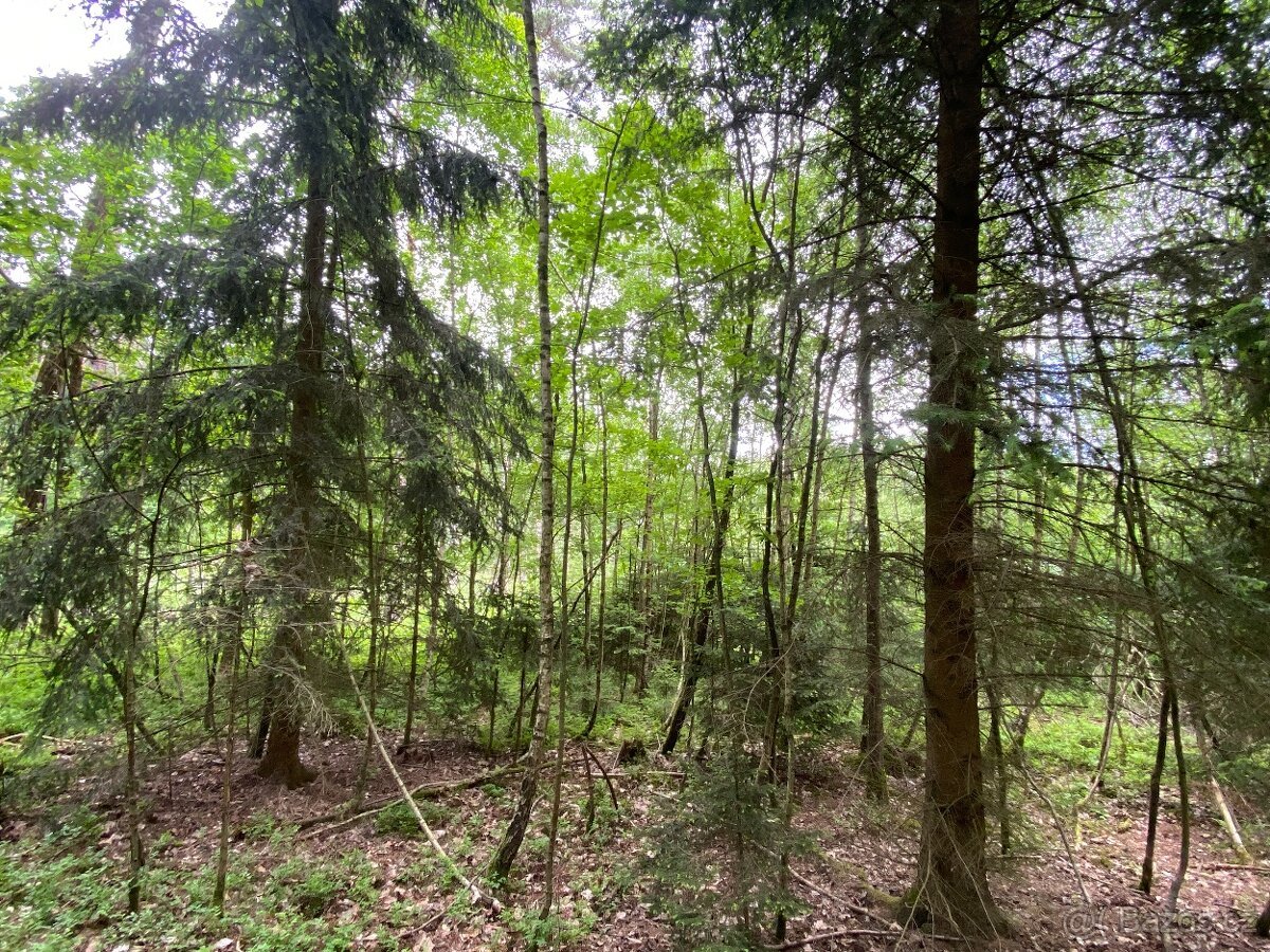 Lesní pozemek Lštění nad Zubřinou