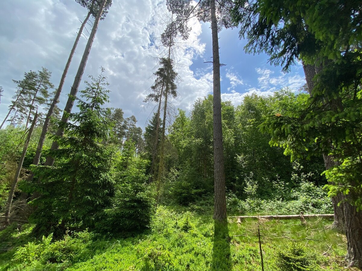 Lesní pozemek Lštění nad Zubřinou
