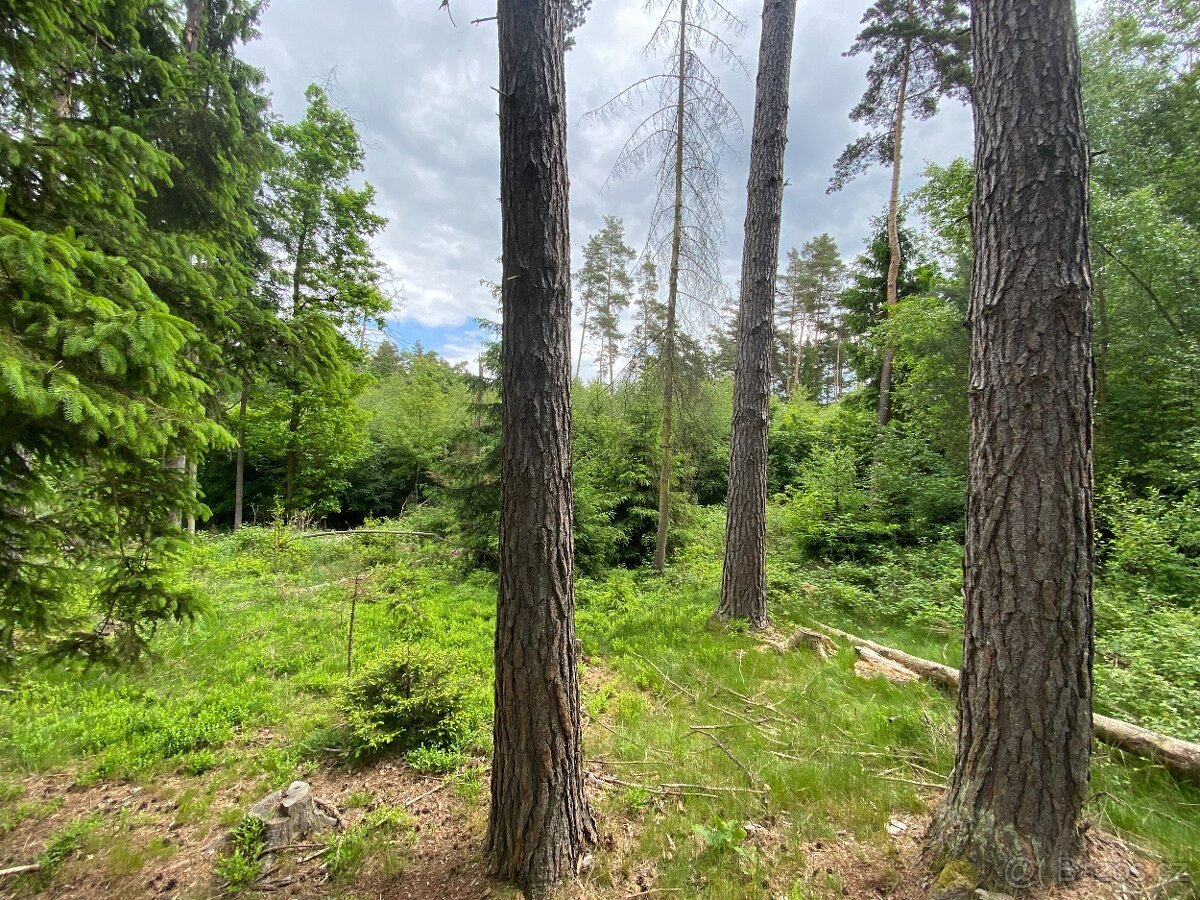 Lesní pozemek Lštění nad Zubřinou