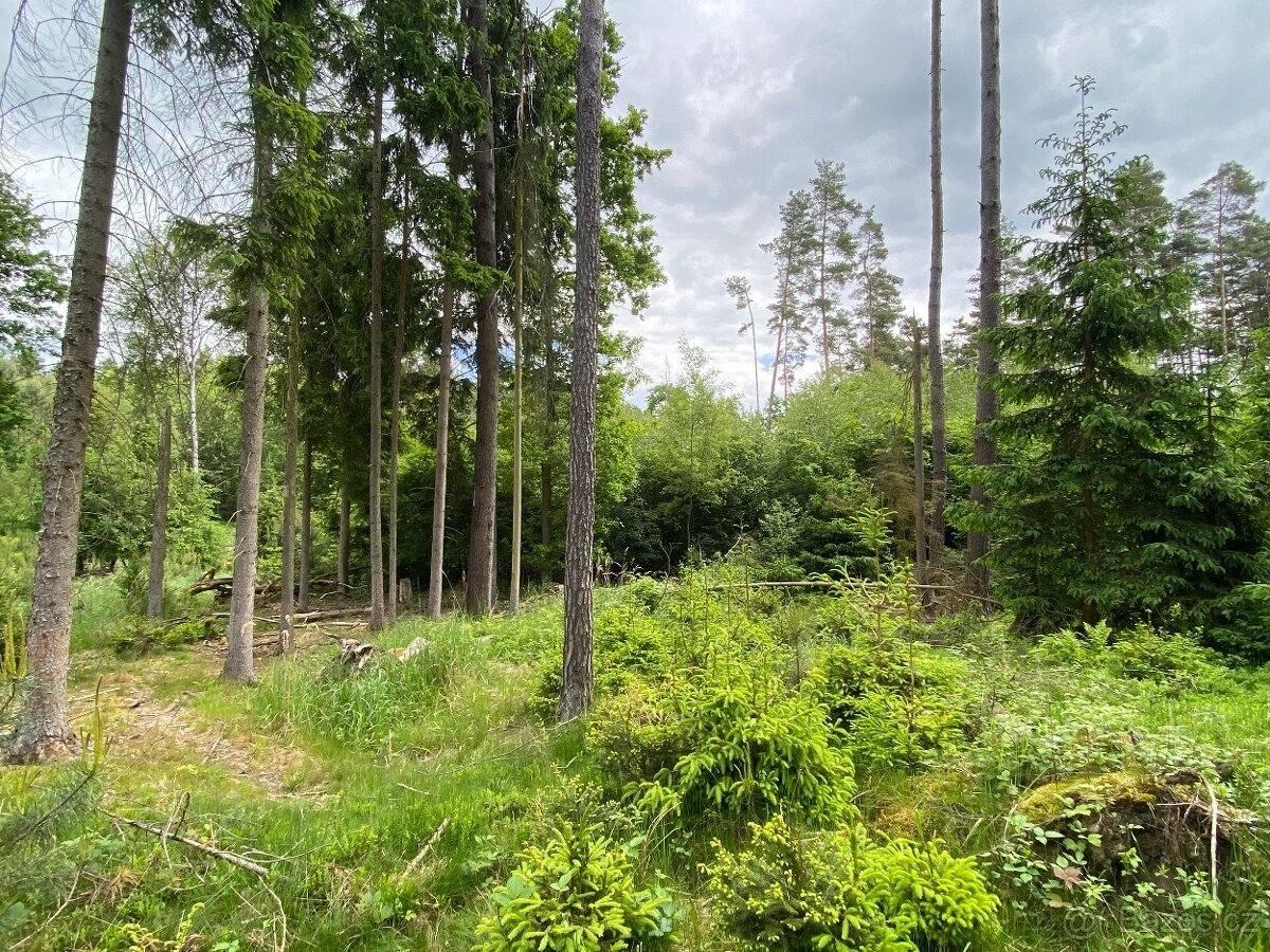 Lesní pozemek Lštění nad Zubřinou