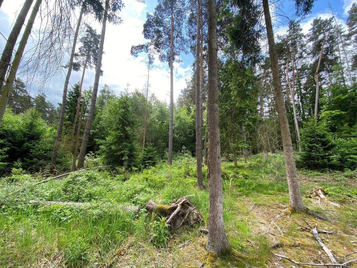 Lesní pozemek Lštění nad Zubřinou