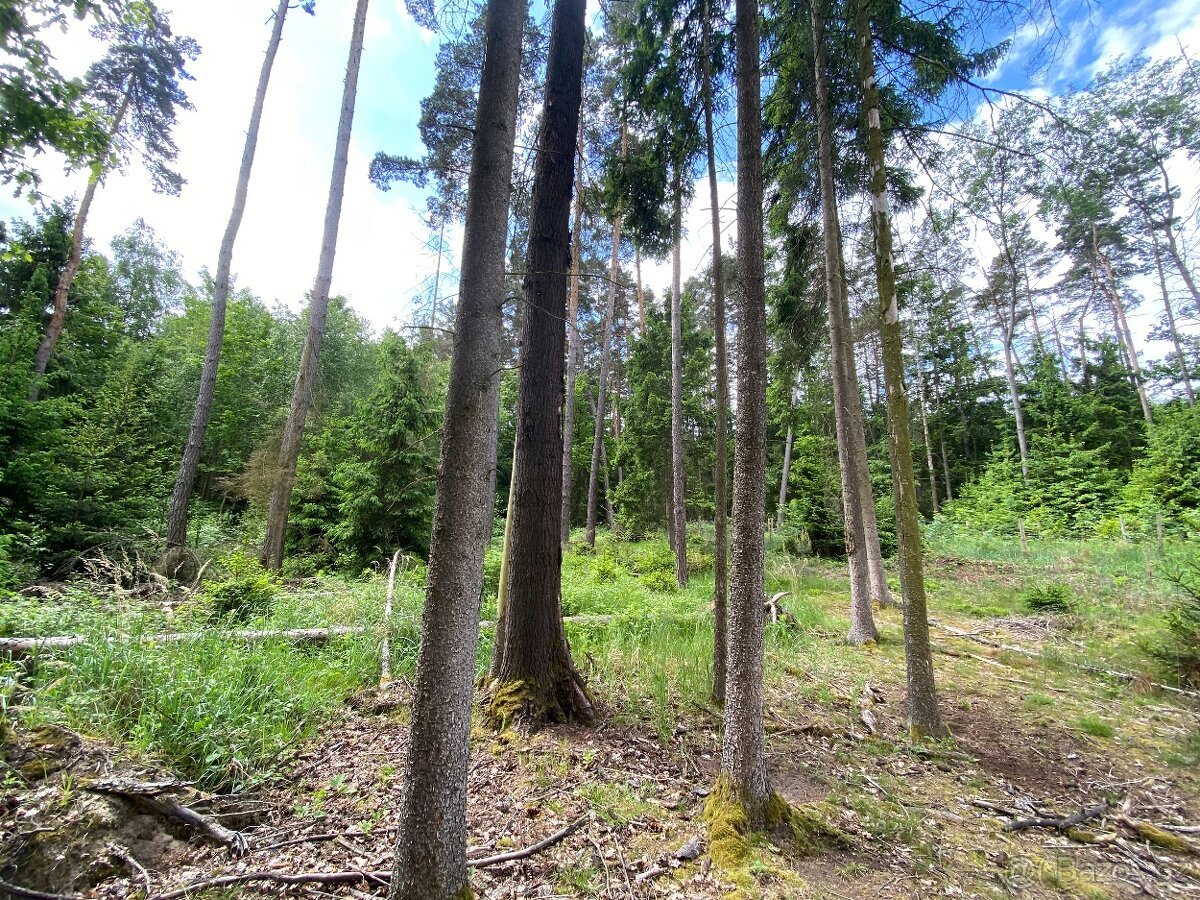 Lesní pozemek Lštění nad Zubřinou