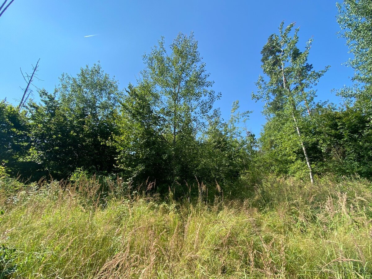 Lesní pozemek Kožichovice