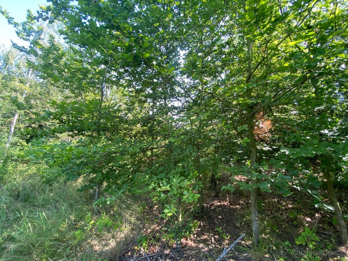 Lesní pozemek Kožichovice