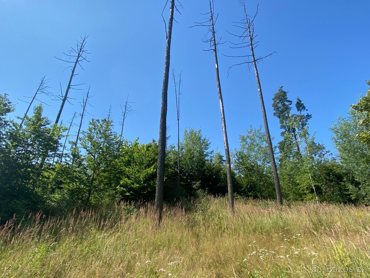 Lesní pozemek Kožichovice