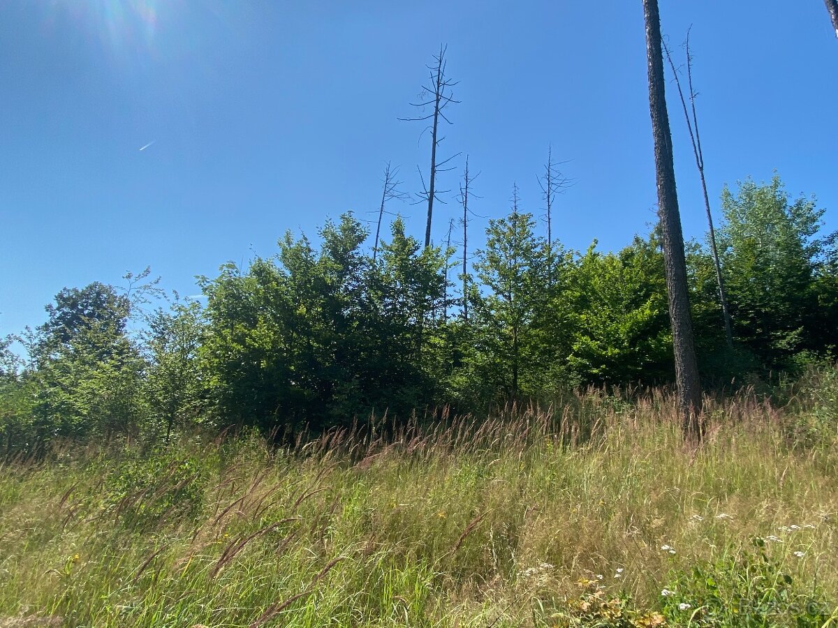Lesní pozemek Kožichovice