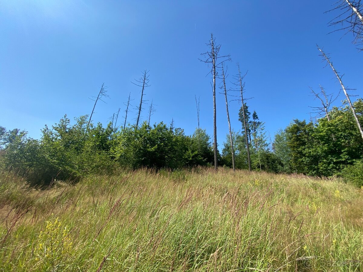 Lesní pozemek Kožichovice