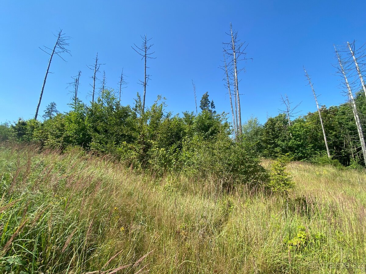 Lesní pozemek Kožichovice