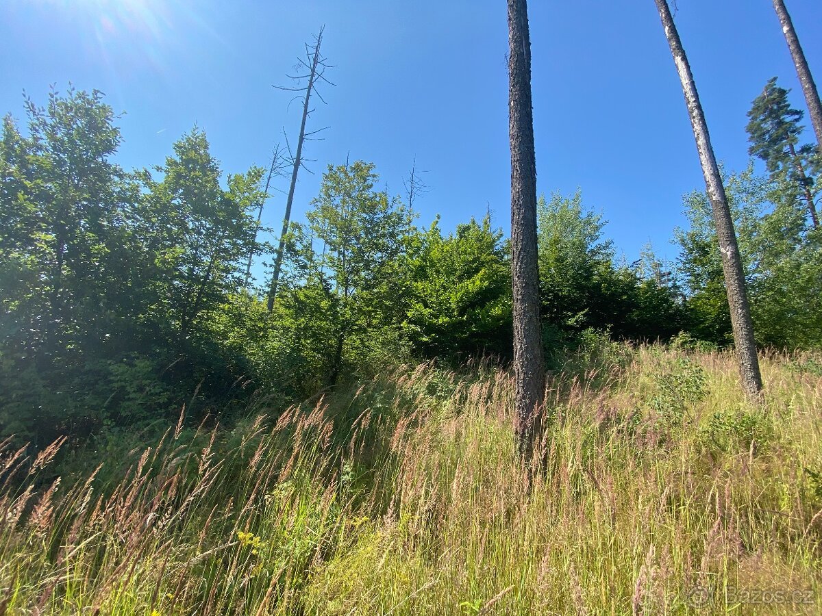 Lesní pozemek Kožichovice