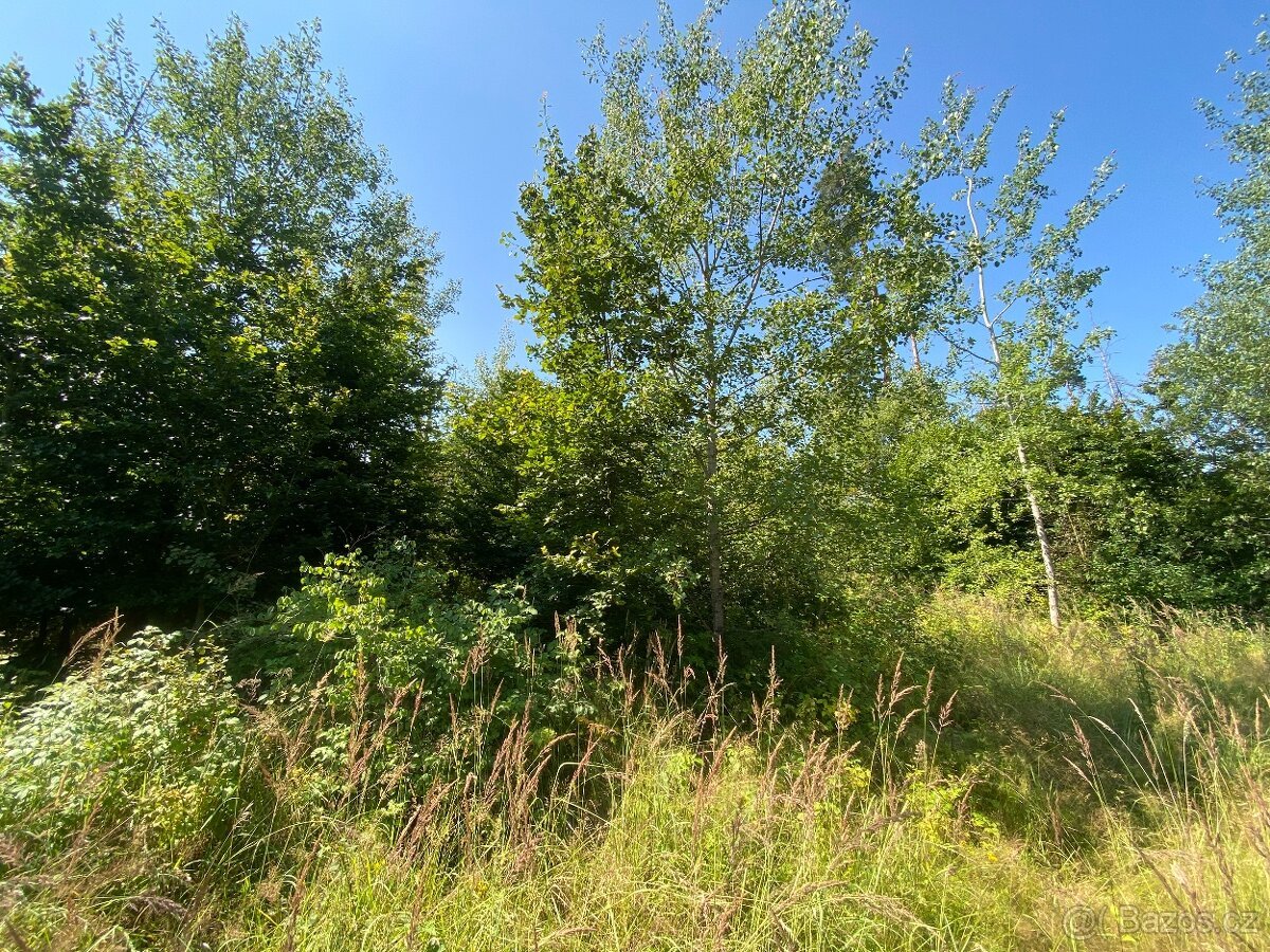 Lesní pozemek Kožichovice