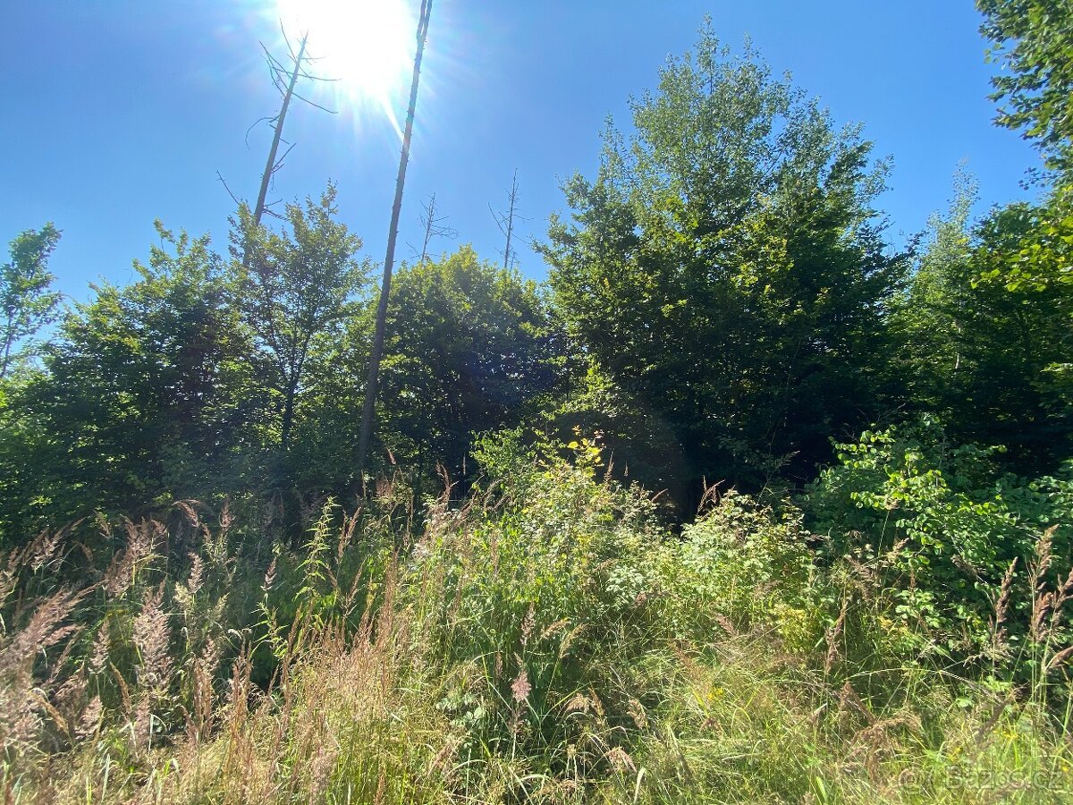 Lesní pozemek Kožichovice