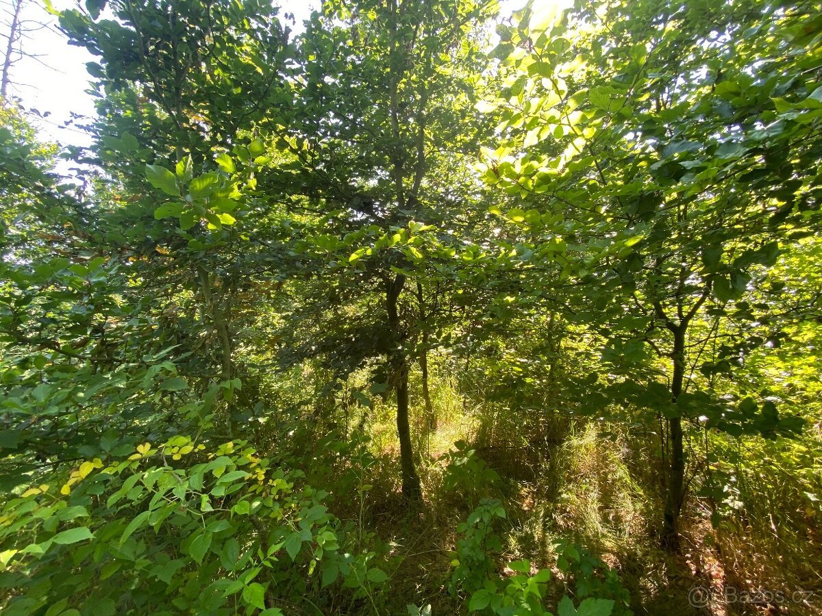 Lesní pozemek Kožichovice