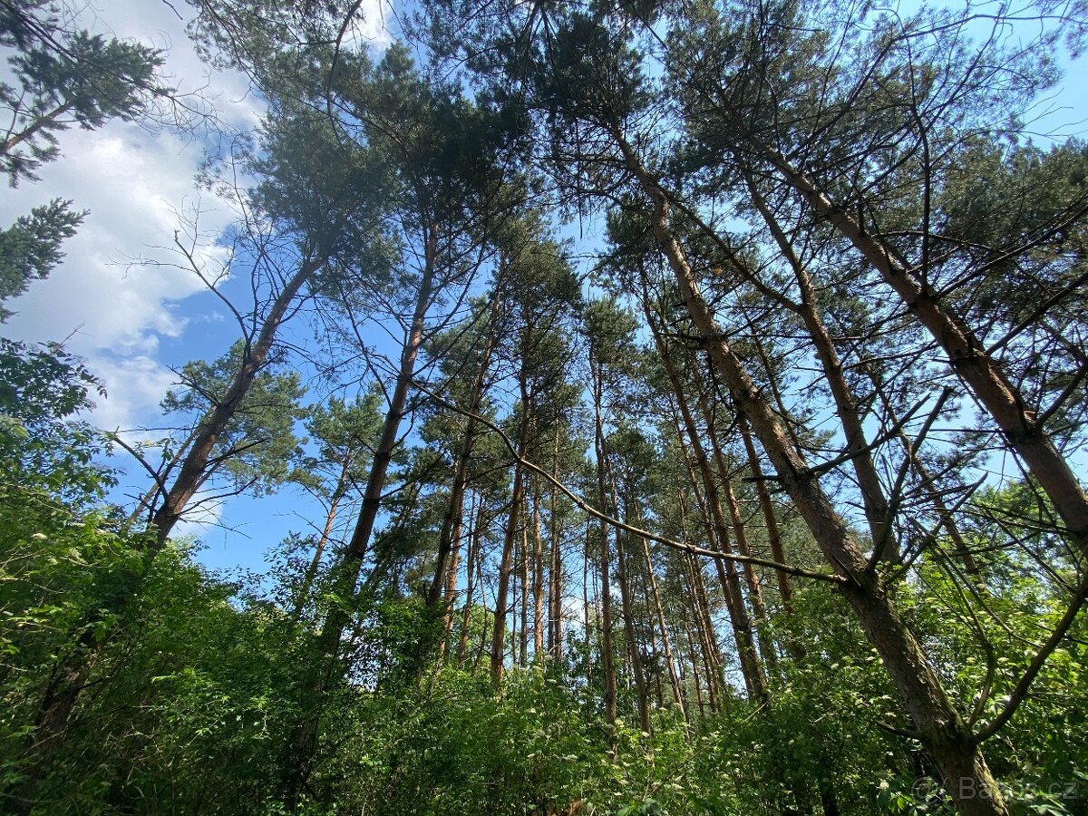 Lesní pozemek Pozďátky