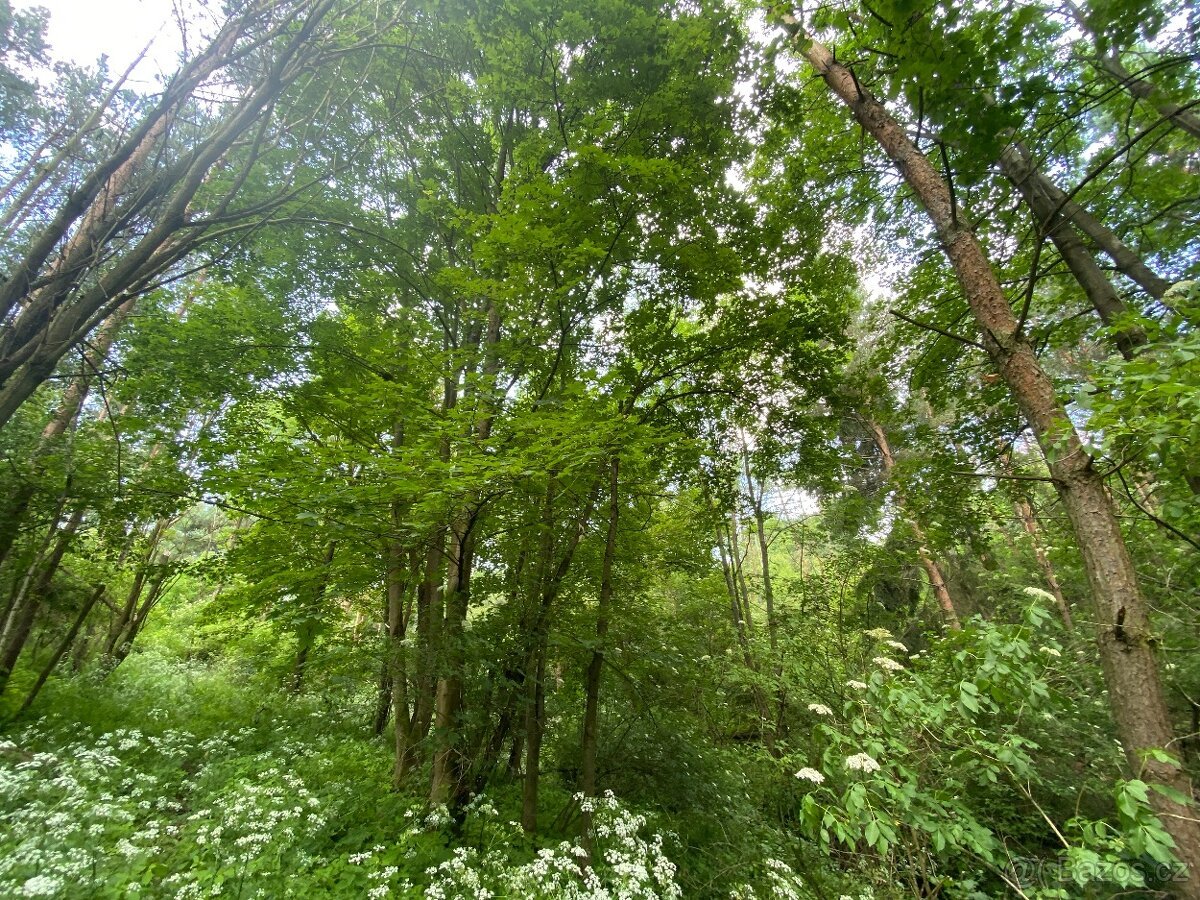 Lesní pozemek Pozďátky