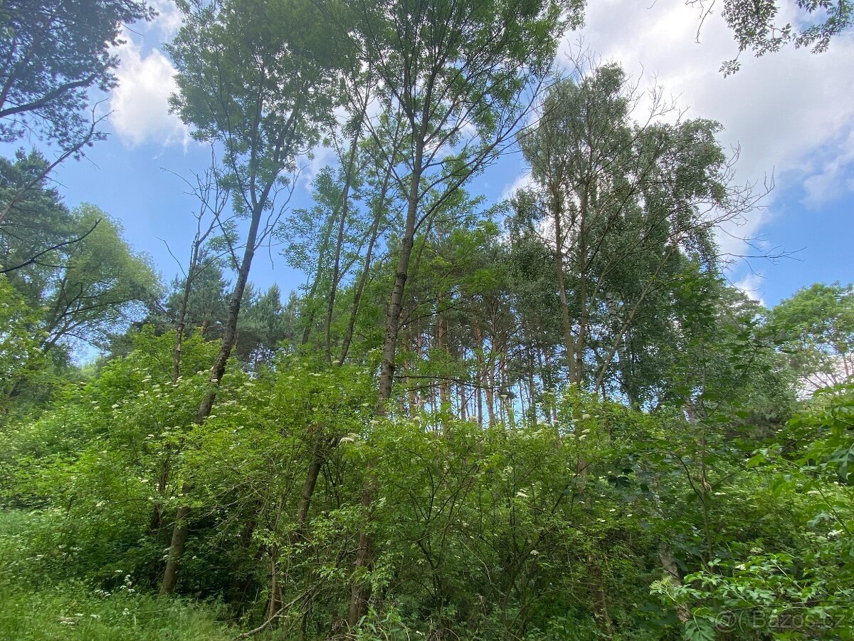 Lesní pozemek Pozďátky