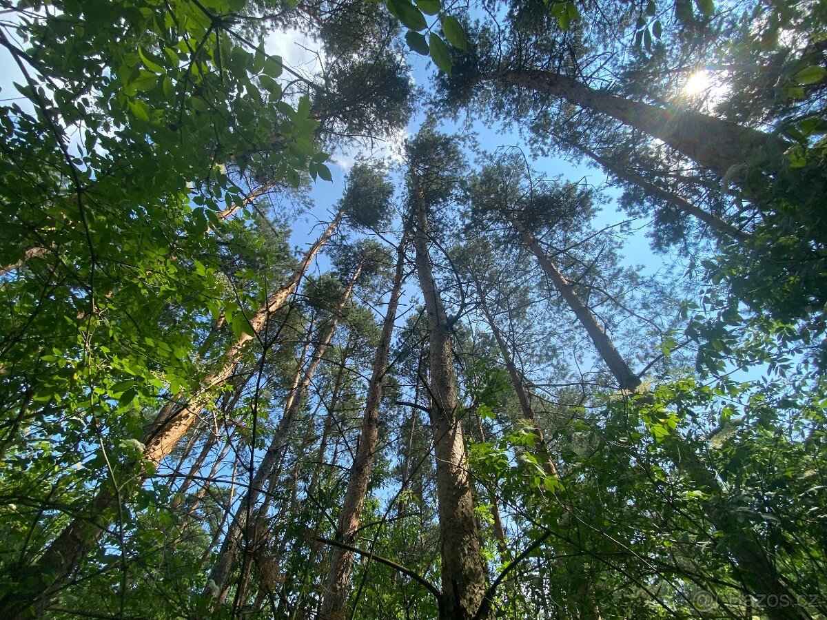 Lesní pozemek Pozďátky