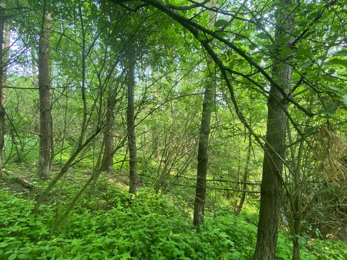 Lesní pozemek Pozďátky