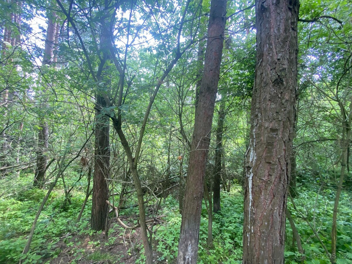 Lesní pozemek Pozďátky