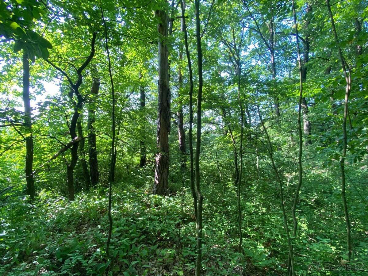 Lesní pozemek Roštění