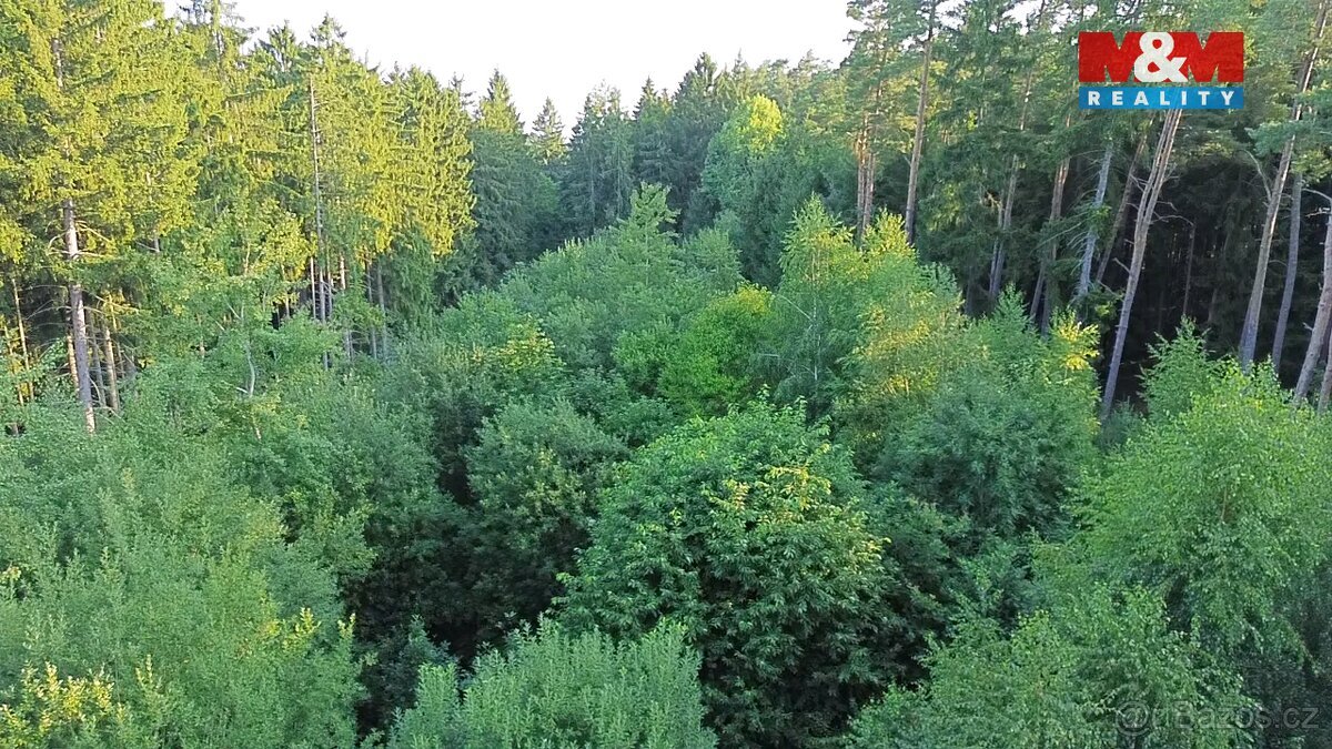 Prodej lesa, 5139 m², Tábor