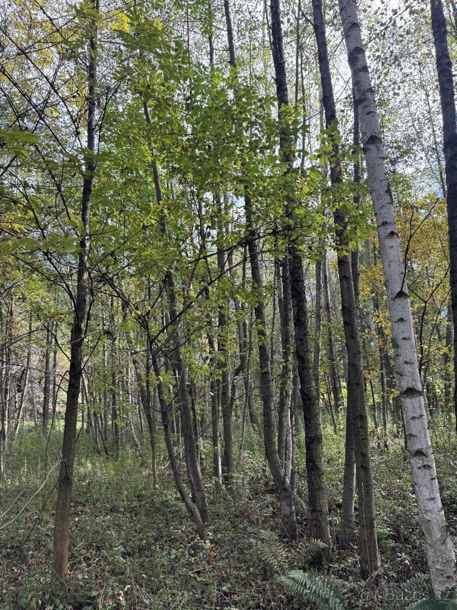 Prodám pozemky v k.ú. Záblatí u Bohumína (2)