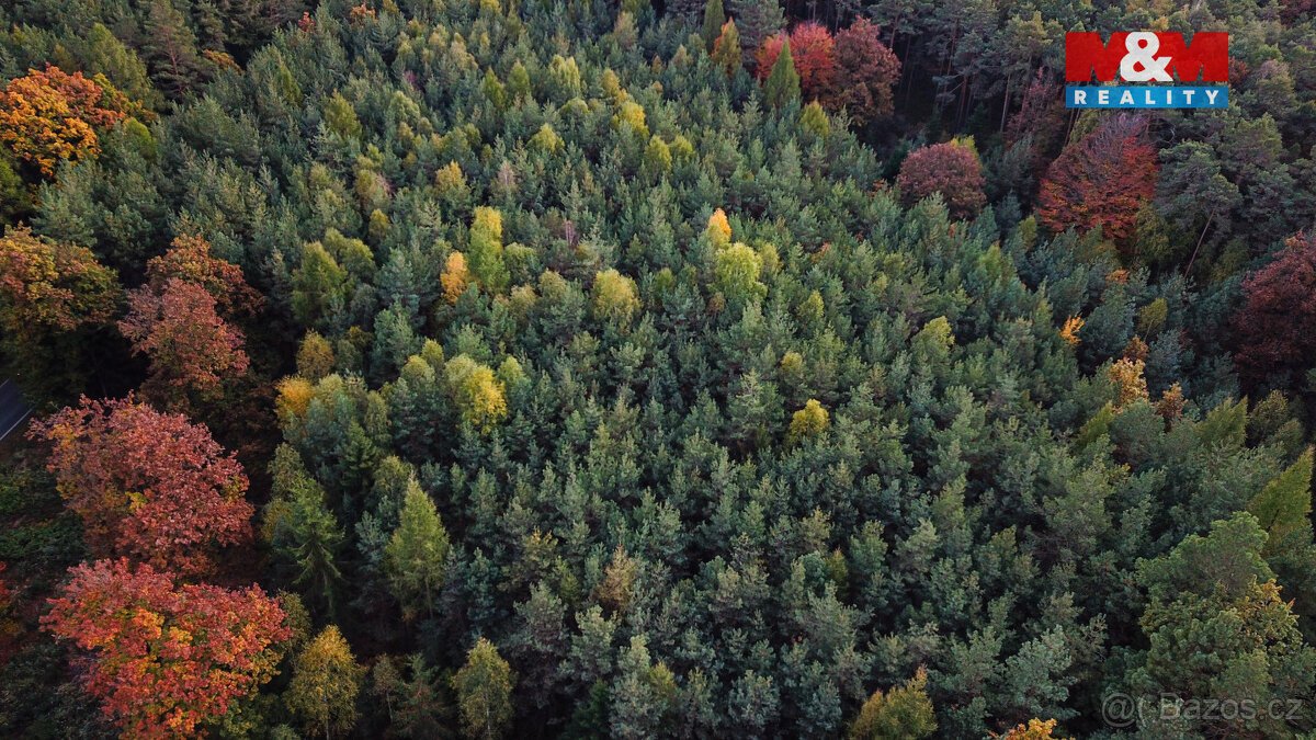 Prodej lesa v Luži, Luže