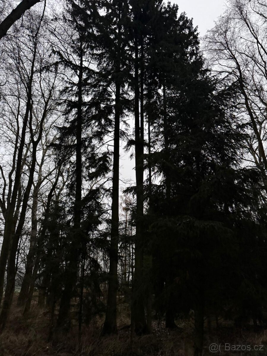 Prodej lesního pozemku v k.ú. Měcholupy u Předslavi