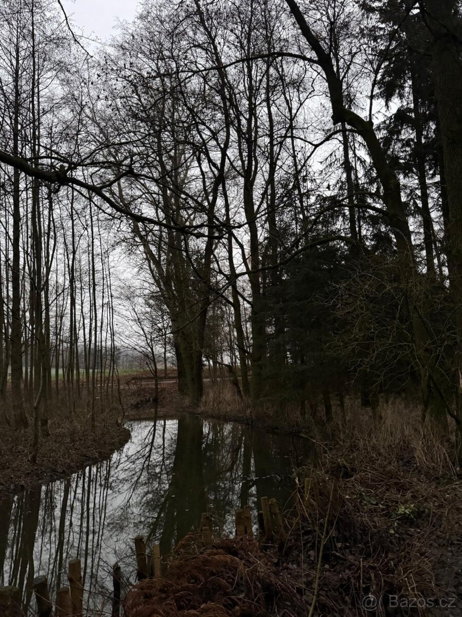 Prodej lesního pozemku v k.ú. Měcholupy u Předslavi