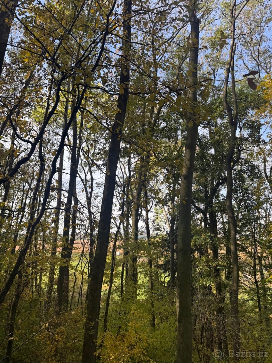 Prodej pozemků v k.ú. Jeníkovice u Choltic