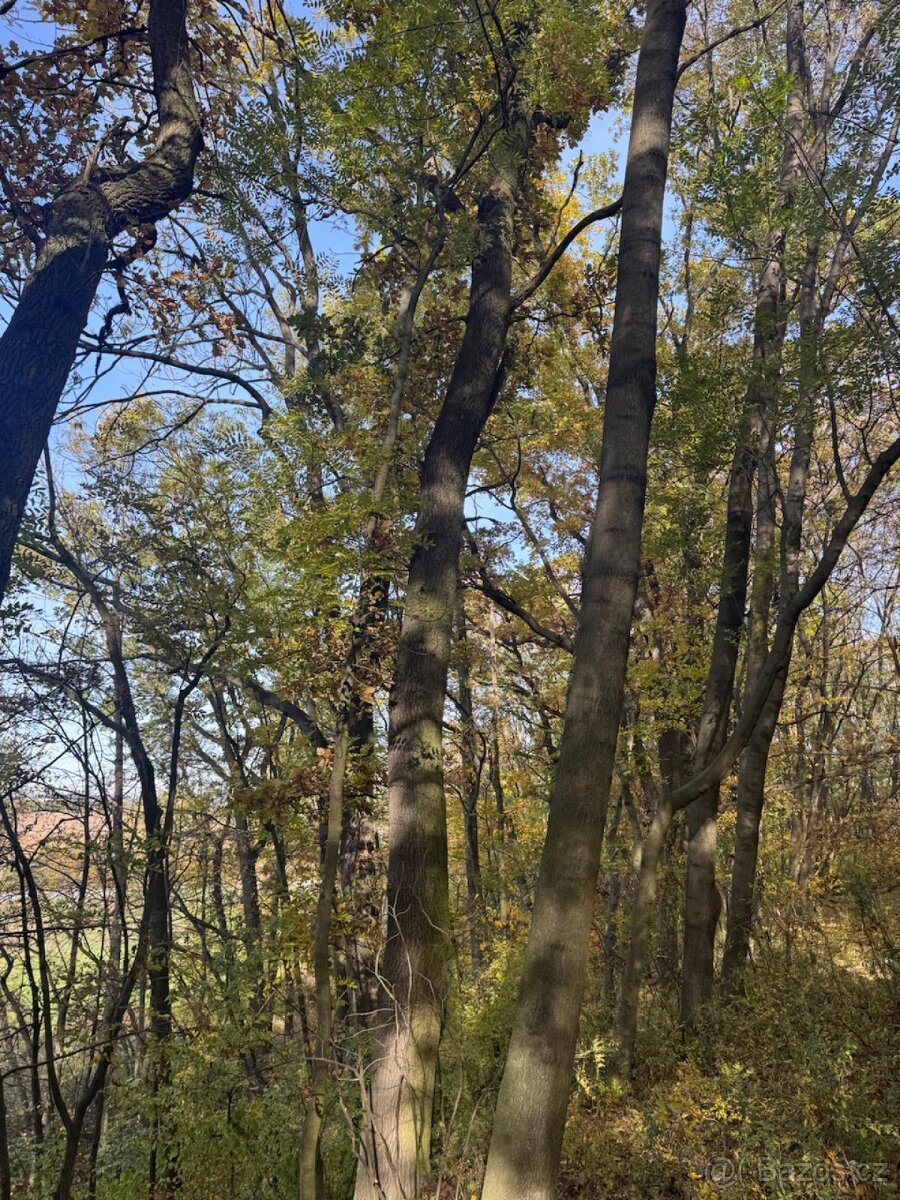 Prodej pozemků v k.ú. Jeníkovice u Choltic