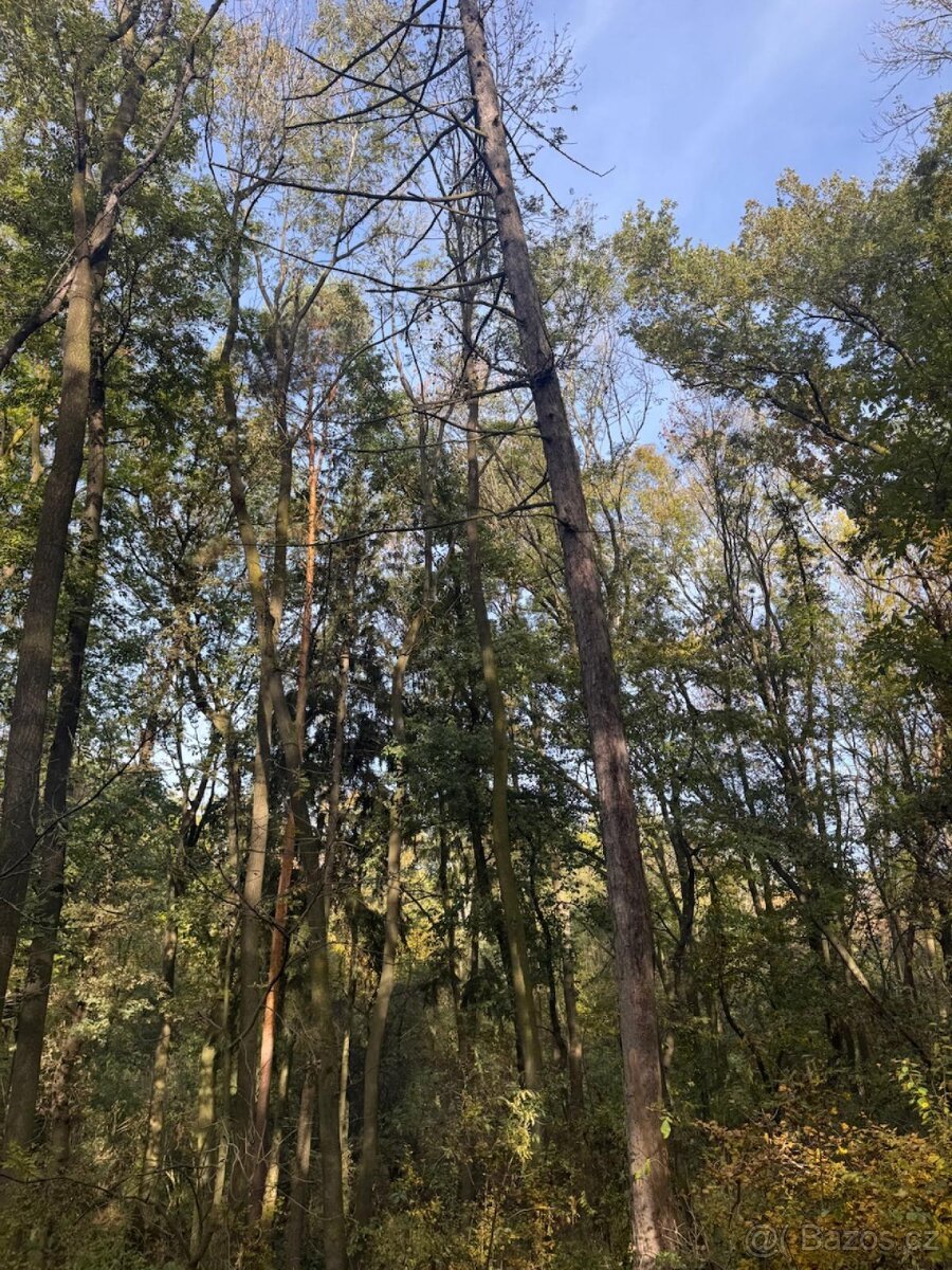 Prodej pozemků v k.ú. Jeníkovice u Choltic