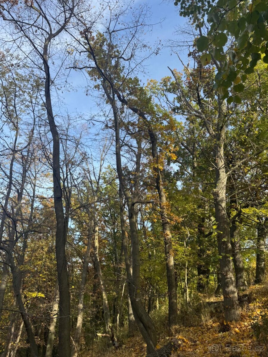 Prodej pozemků v k.ú. Jeníkovice u Choltic