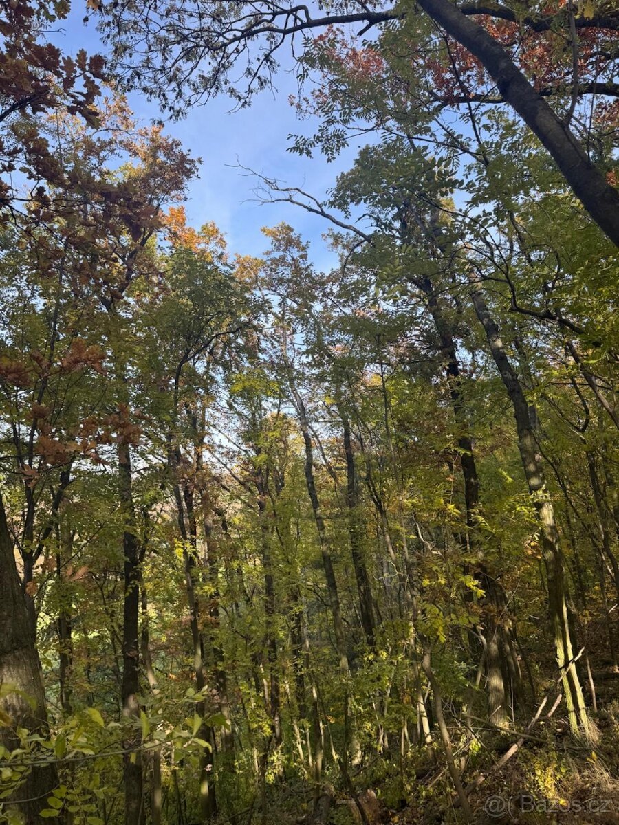 Prodej pozemků v k.ú. Jeníkovice u Choltic